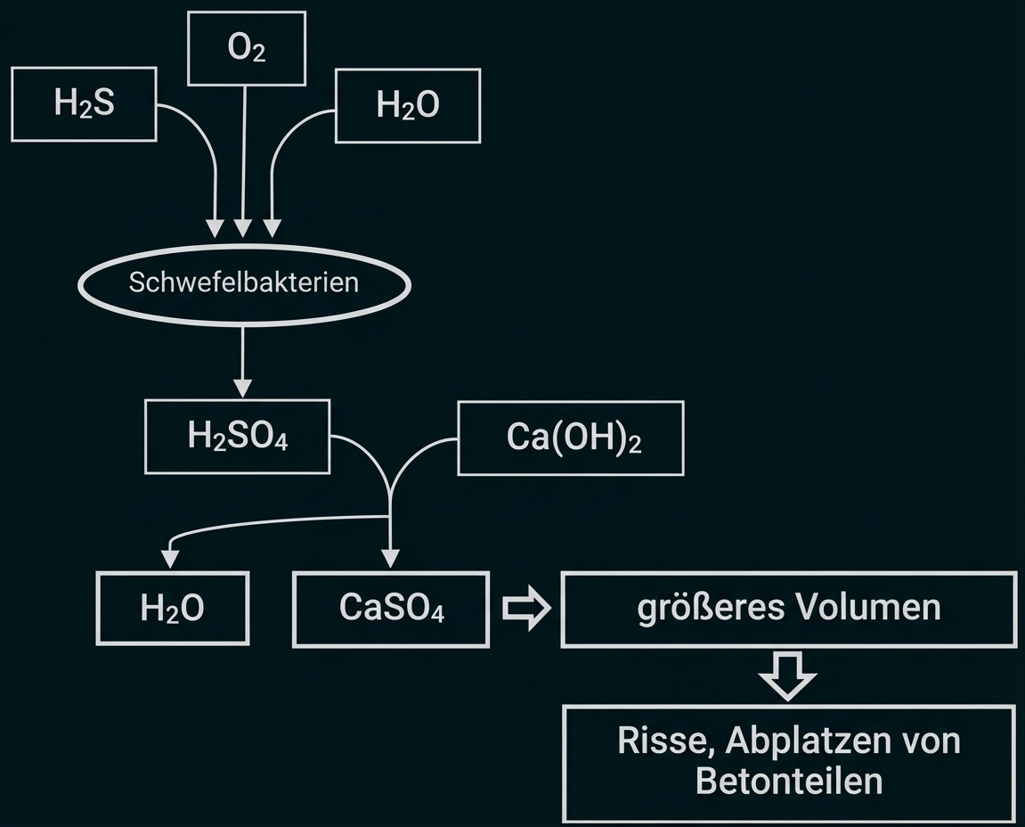 Diagramm: Schwefelbakterien bilden H2SO4, reagiert mit Ca(OH)2 zu CaSO4; Volumenzunahme verursacht Risse und Abplatzungen im Beton.